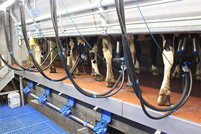 Der neue Stall vom Neu-Schötzerhof