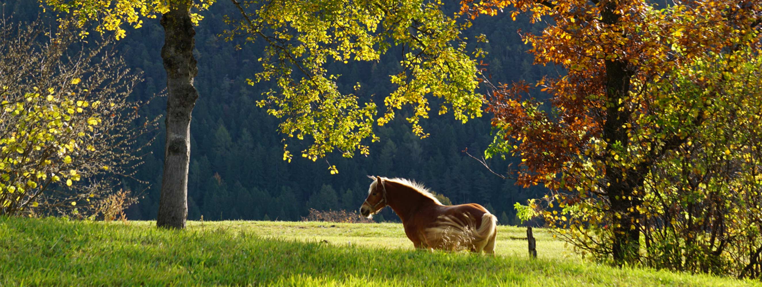 Herbst am Neu-Schötzerhof