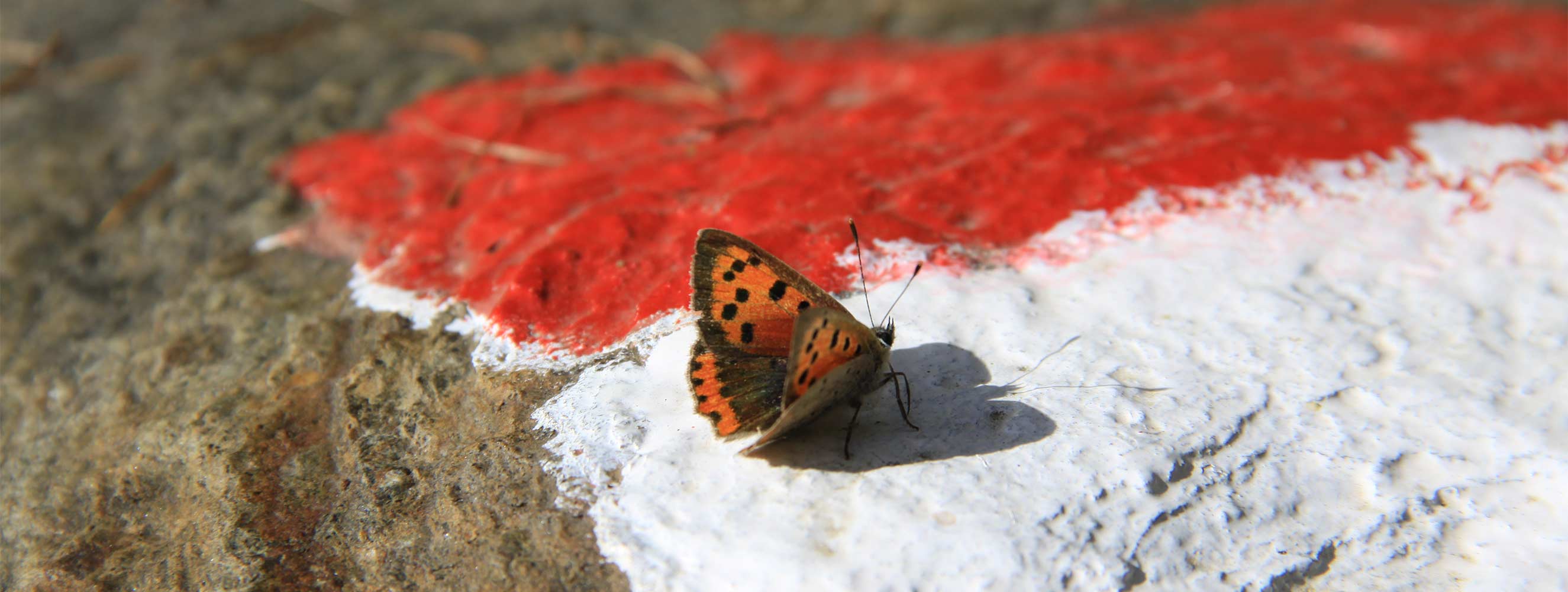 Herbst am Neu-Schötzerhof