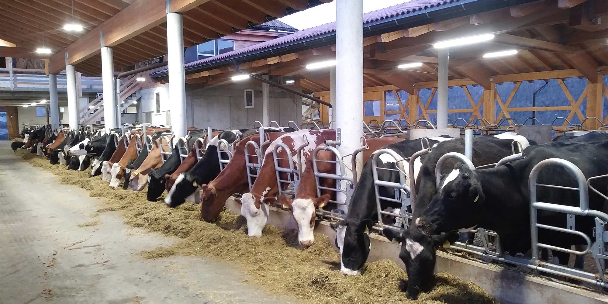 Stall vom Neu-Schötzerhof